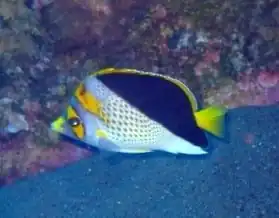 Chaetodon flavocoronatus