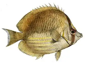 Description de l'image Chaetodon leucopleura.jpg.