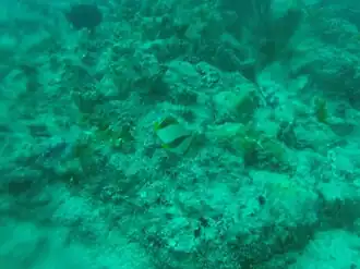 Description de l'image Chaetodon robustus.jpg.