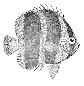Description de l'image Chaetodon tricinctus.jpg.