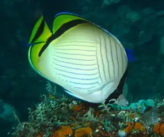 Description de l'image Chaetodon vagabundus.jpg.