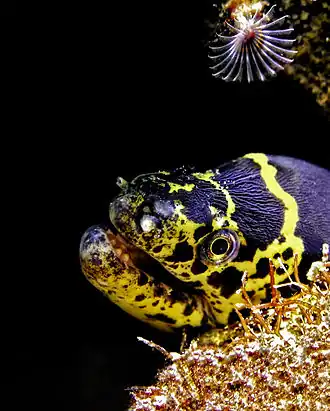 Description de cette image, également commentée ci-après