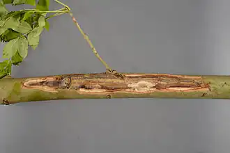 lésion linéaire le long d'une branche