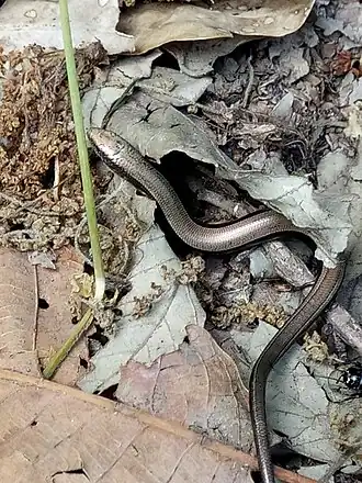 Description de l'image Chalcides mertensi.jpg.