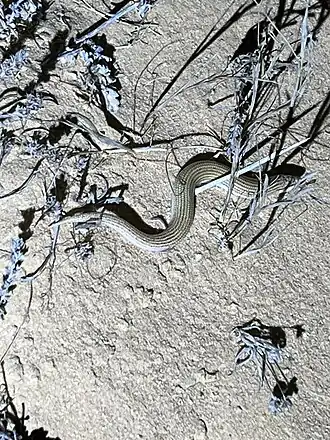 Description de l'image Chalcides sepsoides 301405200.jpg.