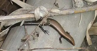 Description de l'image Chalcides viridanus2.jpg.