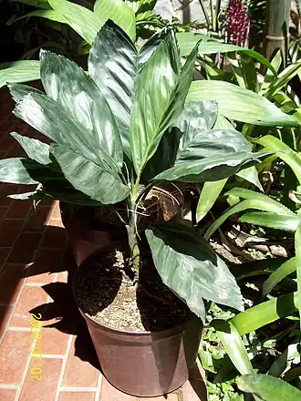 Chamaedorea metallica