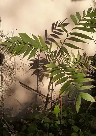 Description de l'image Chamaedorea microspadix -RuB.JPG.