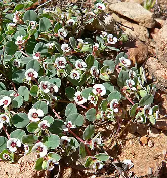 Description de l'image Chamaesyce albomarginata 2.jpg.