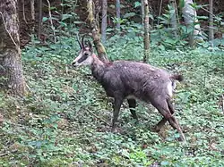 Chamois du Haut Doubs.