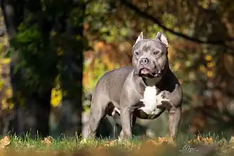 American Bully.