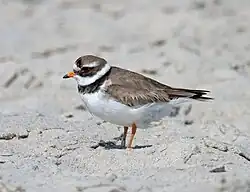 Pluvier grand-gravelot.