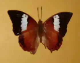 Description de l'image Charaxes Bupalus - Front.JPG.
