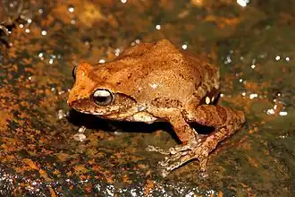 Description de l'image Charius.jpg.