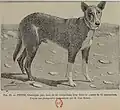 Charnigue extrait de : « Le chien et ses races. Tome 3 » par Pierre Mégnin (1828-1905).