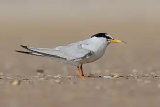 Photographie d'un petit oiseau au corps blanc et à la tête noire.
