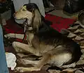 Saluki.
