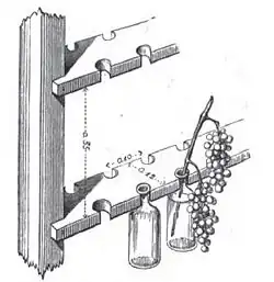 Un mode original de conservation du raisin, celui du chasselas de Thomery.