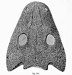 Cheliderpeton crâne.