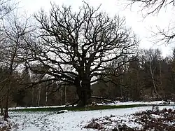 Le chêne de Sazeirat