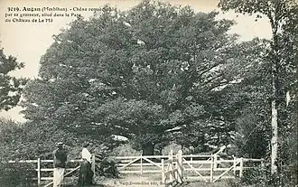 Le chêne remarquable du château de Lémo au début du XXe&nbsp;siècle.