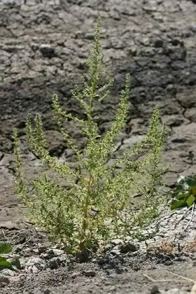 Description de cette image, également commentée ci-après