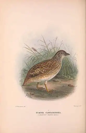 Description de l'image Chestnut-backed buttonquail.jpg.
