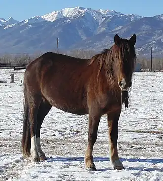 Cheval alezan en Bouriatie