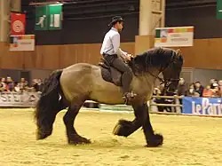 Gros cheval au trot vu de profil monté par un homme.