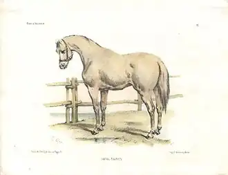 Cheval navarrin par Victor Adam, lithographie rehaussée à l'aquarelle.