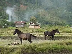 Chevaux de race Gayo dans un pré à Takengon.