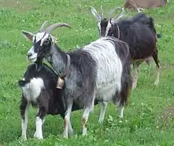Chèvre Massif central pie gris.