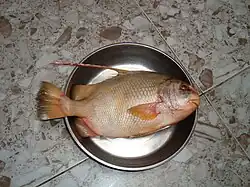 Proteracanthus sarissophorus