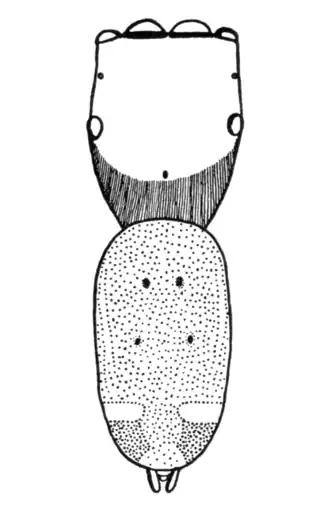 Description de l'image Chickering Donaldius lucidus body.png.