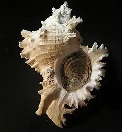 Chicoreus bundharmai