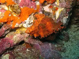 Description de l'image Chicoreus microphyllus 001.jpg.