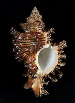 Chicoreus torrefactus