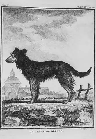 Le Chien de berger, dessiné par De Sève.