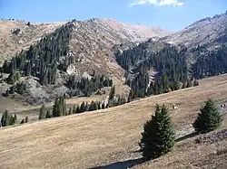 Chimbulak en automne, piste au milieu de forêts d'épicéas de Schrenk, altitude 2650 mètres.