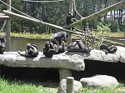 Les chimpanzés du zoo.