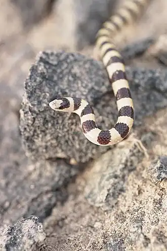 Description de l'image Chionactis occipitalis05.jpg.