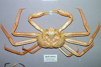 Chionoecetes tanneri