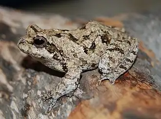 Description de l'image Chiromantis kelleri 1417703.jpg.