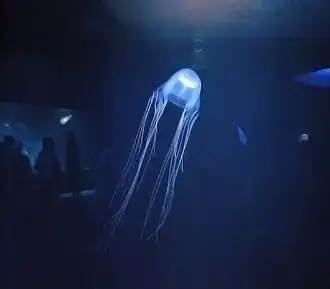 Chiropsalmus quadrigatus (cuboméduse Chirodropida)