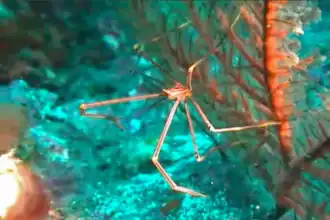 Chirostylus ortmanni, un Chirostylidae.