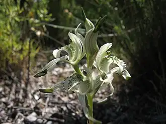 Description de l'image Chloraea volkmanni 001.jpg.