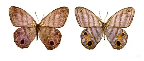 Chloreuptychia herseis — coll. MHNT.