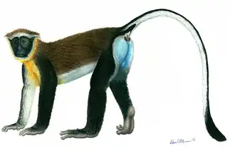 Description de l'image Chlorocebus dryas illustration.png.