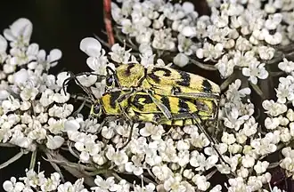 Accouplement - Fronton