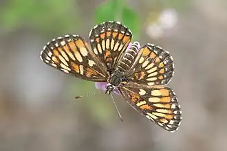 Description de l'image Chlosyne theona.jpg.